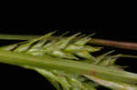 Asian shortstem sedge